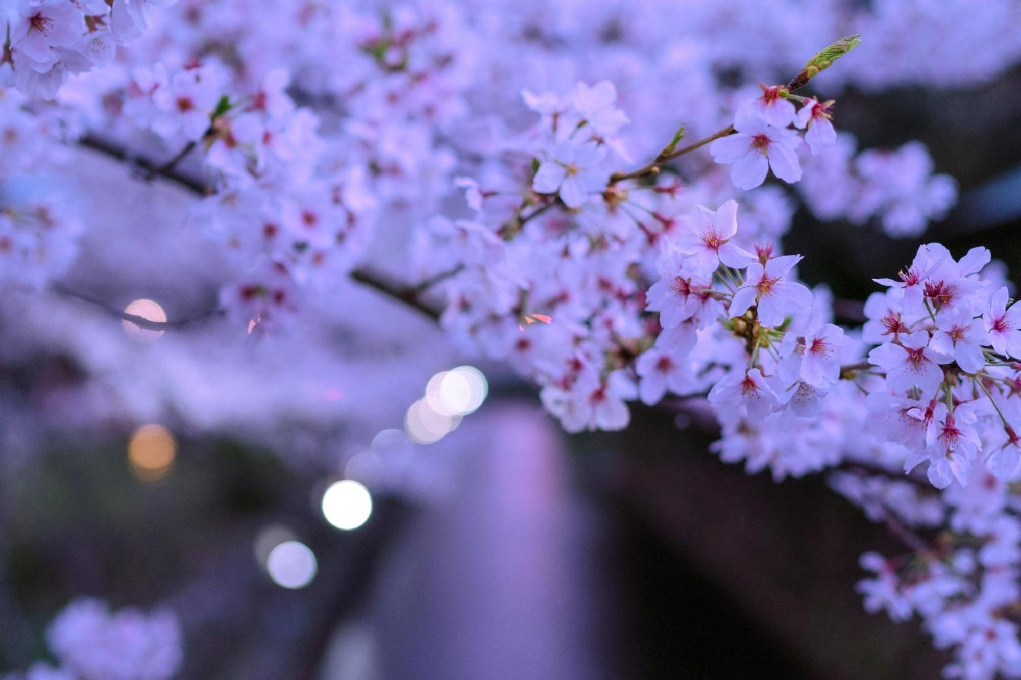 Omo5 Kyoto Sanjo By Hoshino Resorts Zewnętrze zdjęcie